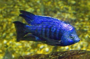 Ein herrlich metallisch azurblau gefÃ¤rbtes  MÃ¤nnchen von Copadichromis azureus