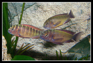 Tropheus Moorii - Red Rainbow