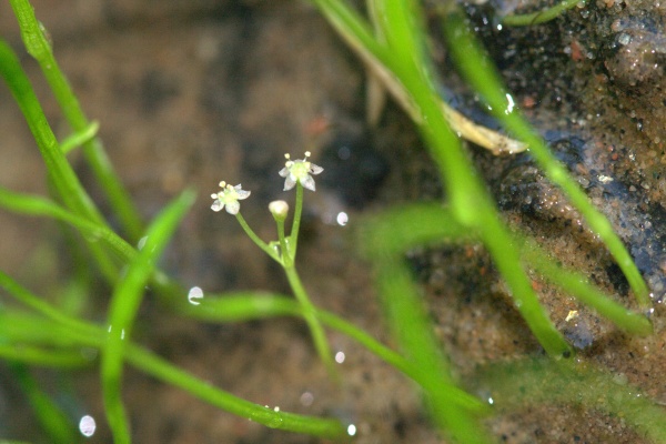 Emerser BlÃ¼tenstand der Brasilianischen Graspflanze Lilaeopsis brasiliensis
