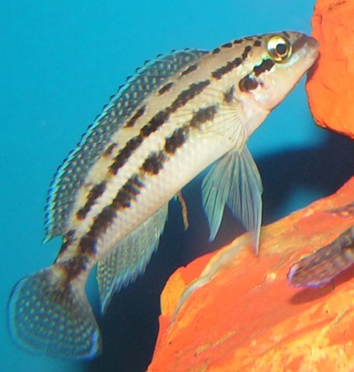 Pseudotropheus elongatus