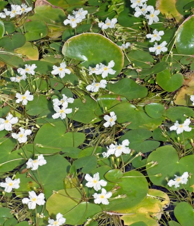 Ezannos Seekanne als emerse , blÃ¼hende Schwimmblattpflanze