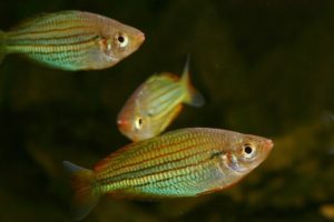 Eine Gruppe von Fly-Fluss-Regenbogenfischen