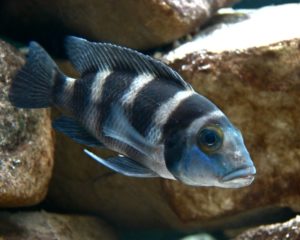 Pseudotropheus elongatus