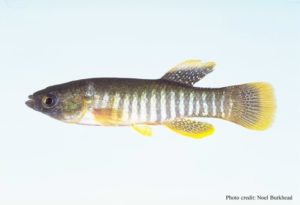 Golf-Killifisch - Fundulus grandis