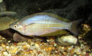 GroÃflossen-Regenbogenfisch