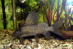 Hochflossen-Fiederbartwels - Synodontis eupterus