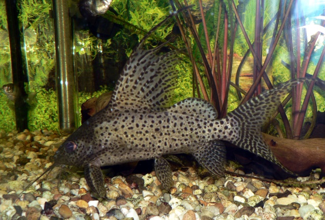 Hochflossen-Fiederbartwels - Synodontis eupterus