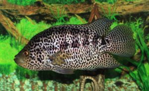 Jaguar-Buntbarsch - Parachromis managuensis