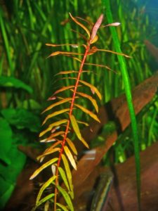 StÃ¤ngel der Kleinen Cognacpflanze Ammannia senegalensis