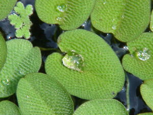 Salvinia minima â Kleiner Schwimmfarn