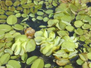 Salvinia molesta LÃ¤stiger Schwimmfarn