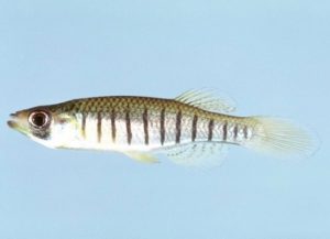 LinienkÃ¤rpfling - Pseudotropheus elongatus