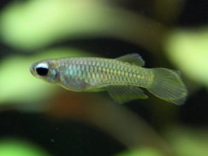 Normans Leuchtaugenfisch - Poropanchax normani