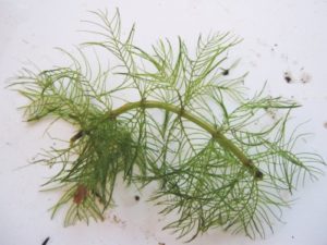 SprossenstÃ¼ck von Myriophyllum verticillatum