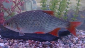 Rotfeder im Aquarium