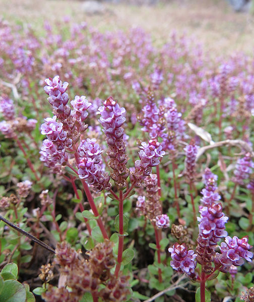 Die RundblÃ¤ttrige Rotala