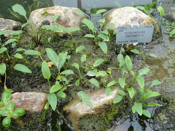 Als emerse Sumpfpflanze herangezogene Exemplare von Heteranthera zosterifolia