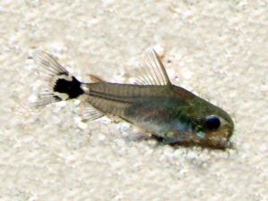 Sichelfleck-Panzerwels Corydoras hastatu