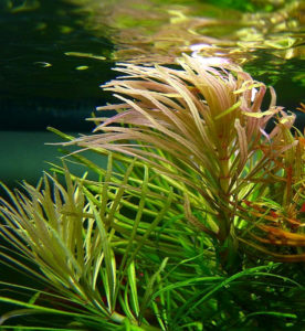 Pogostemon stallatus als submerse Aquarienpflanze