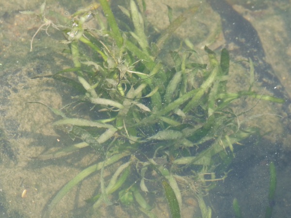 Die Schraubenvallisnerie - Vallisneria densiserrulata