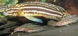 Eine Julidochromis regani-Familie beim Fressen
