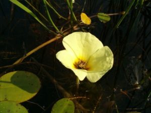 BlÃ¼hender SeerosenÃ¤hnlicher Wassermohn