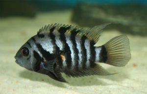 Zebrabuntbarsch - Amatitlania nigrofasciata