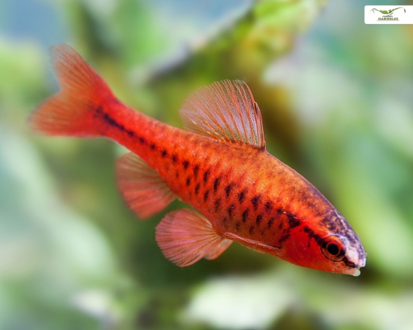 Der Papageienplaty Xiphophorus variatus