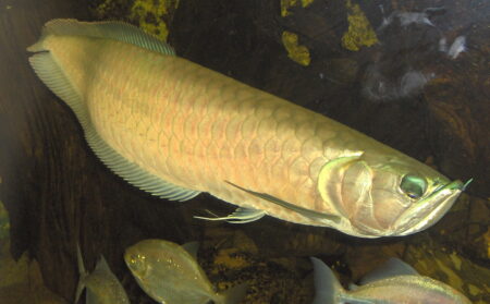 Der Arowana - Osteoglossum bicirrhosum