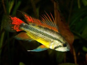 Der Kakadu-Zwergbuntbarsch - Apistogramma cacatuoides