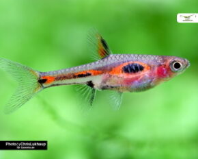 Purpurprachtbuntbarsch (Pelvicachromis pulcher) - Haltung, Form, Zucht
