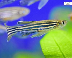 Keilfleckbarbe (Rasbora heteromorpha) - Nachzucht, Haltungstipps