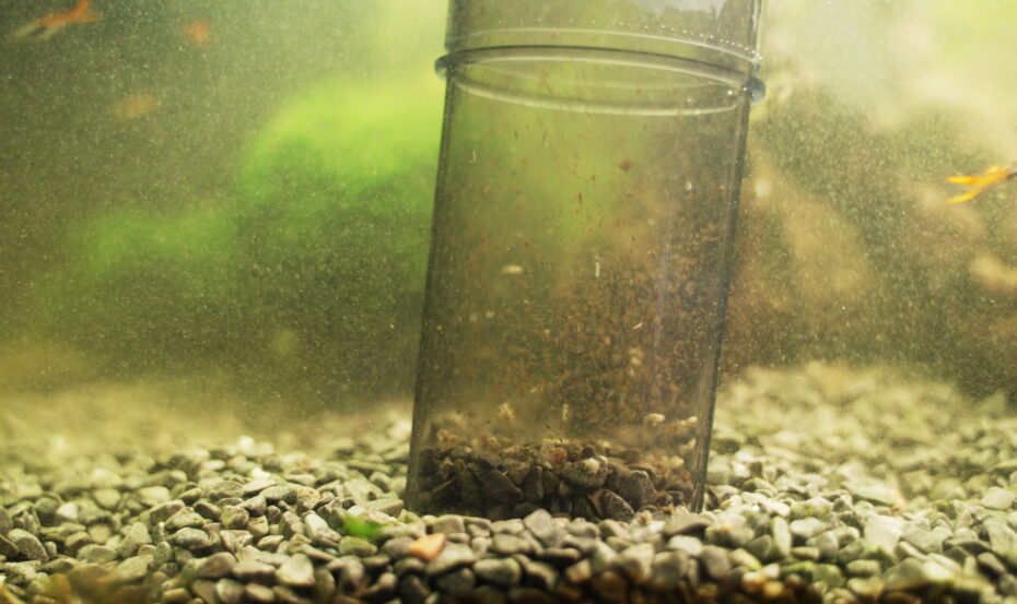 Kieselalgen im Aquarium erkennen, bekämpfen, vorbeugen