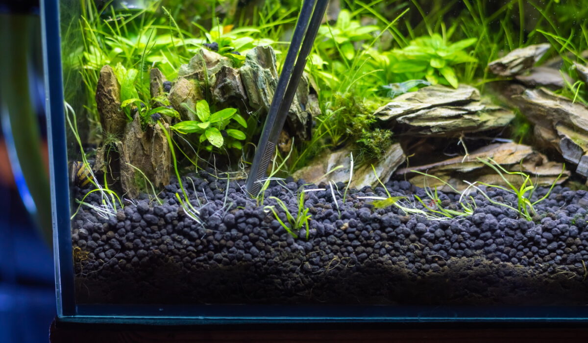 Soil als Aquarium Bodengrund - Vorteile, Besonderheiten und Wirkung