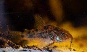 Aquarium für Panzerwelse einrichten