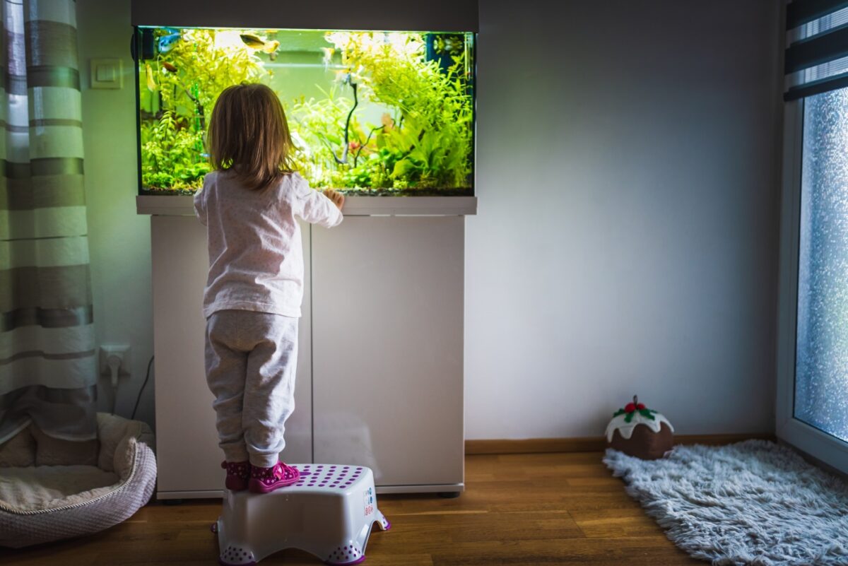 Aquarium Größe für Anfänger - Größe, Form und Volumen