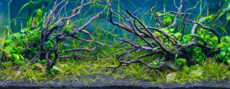 Idealer Aquarium Bodengrund - Art, Menge, Aussehen und weitere Infos