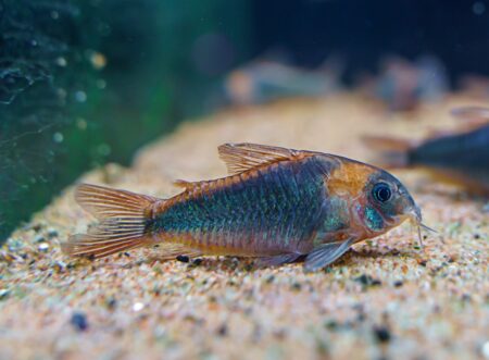 Dreiecks Panzerwels Corydoras eques