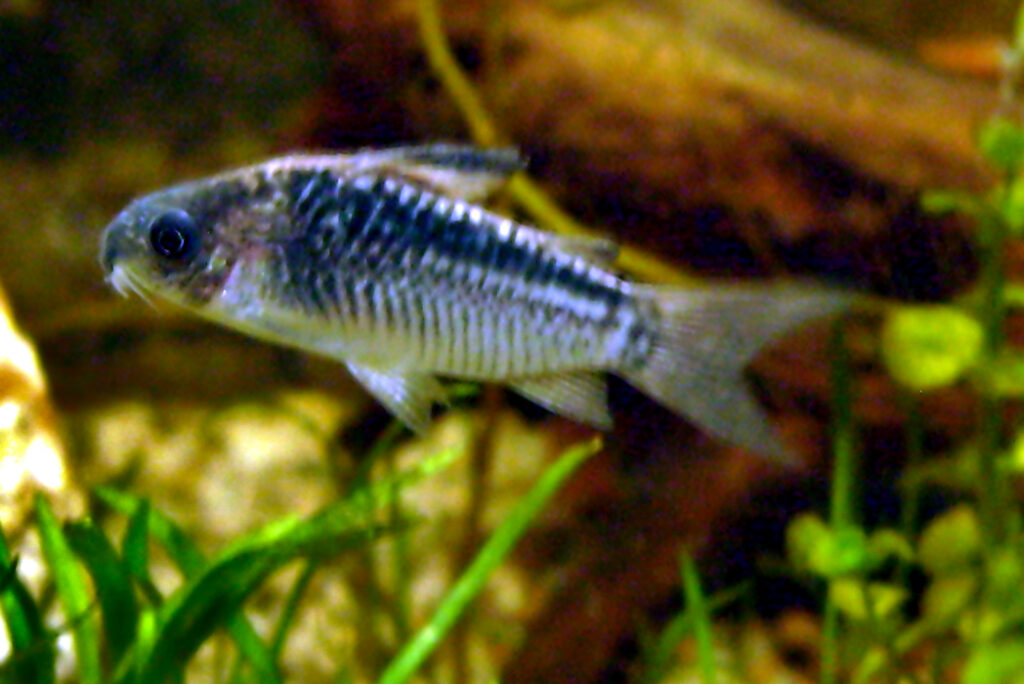 Panzerwelse (Corydoras) Haltung, Zucht, Färbung & Lebensraum