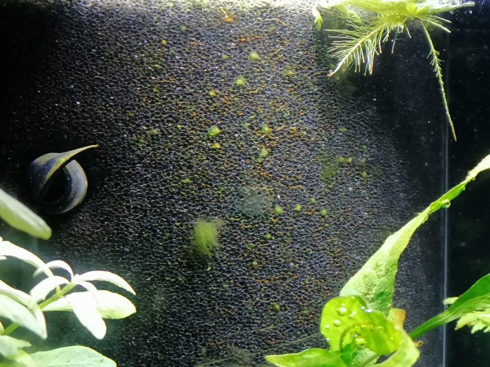 Algen im Aquarium in der Einlaufphase - Gründe, Bekämpfung, Zeit-Ablauf