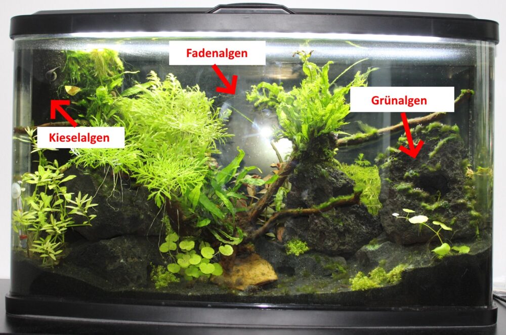 Algen im Aquarium in der Einlaufphase Gründe, Bekämpfung, ZeitAblauf