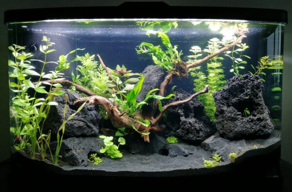 Algen im Aquarium in der Einlaufphase - Gründe, Bekämpfung, Zeit-Ablauf