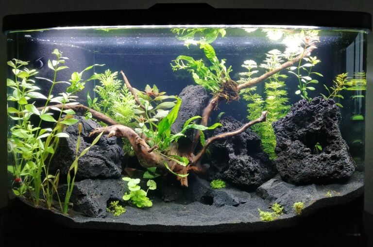 Wasser im Aquarium ist trüb 3 häufige Ursachen & Maßnahmen