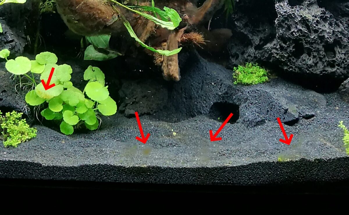 Algen im Aquarium in der Einlaufphase Gründe, Bekämpfung, ZeitAblauf