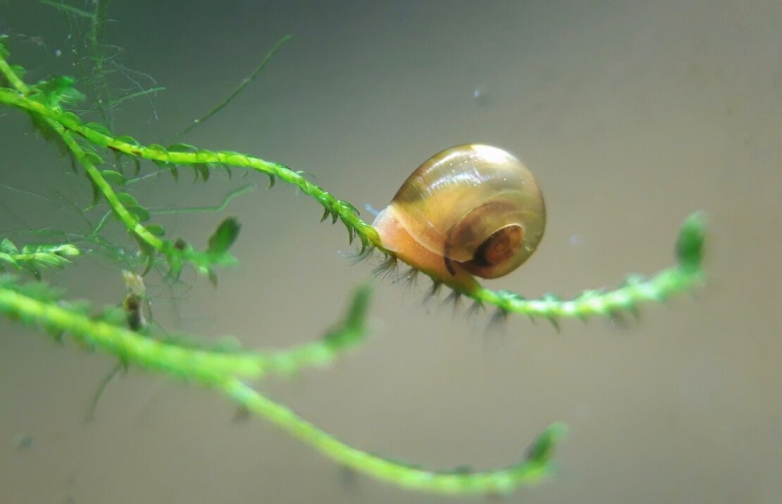 Schnecken im Aquarium