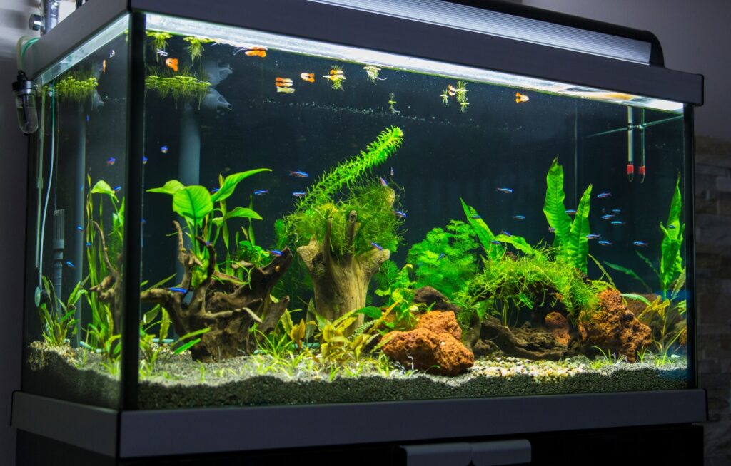 Wie Viel Fische In Ein 54l Aquarium