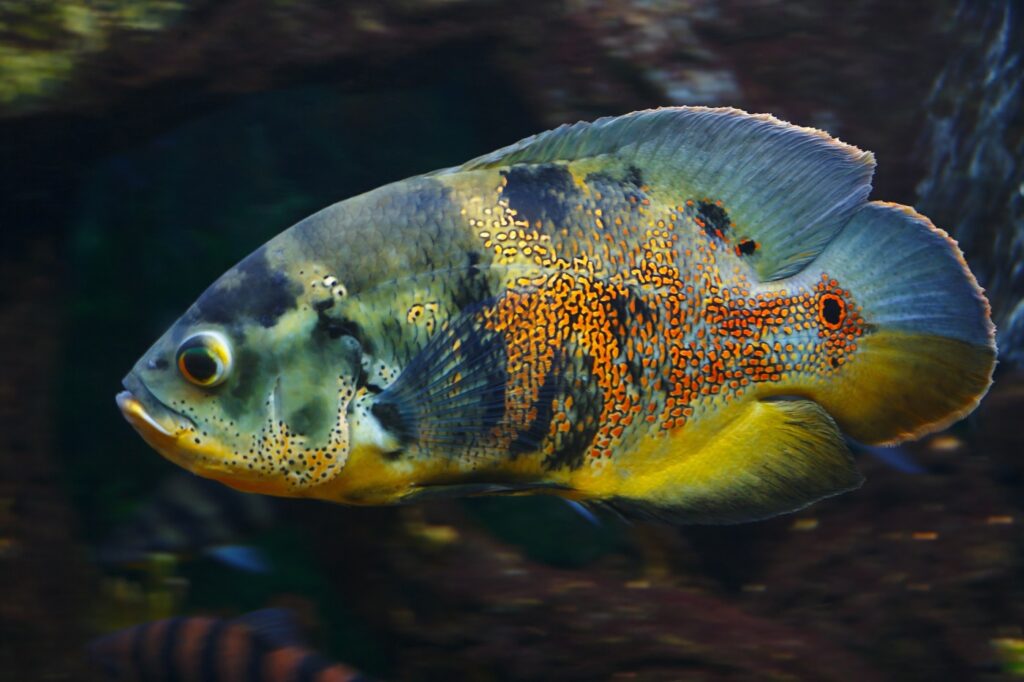 Der Fisch Astronotus ocellatus