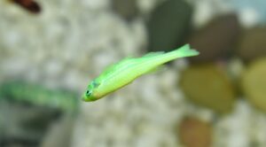 Fische im Aquarium sterben