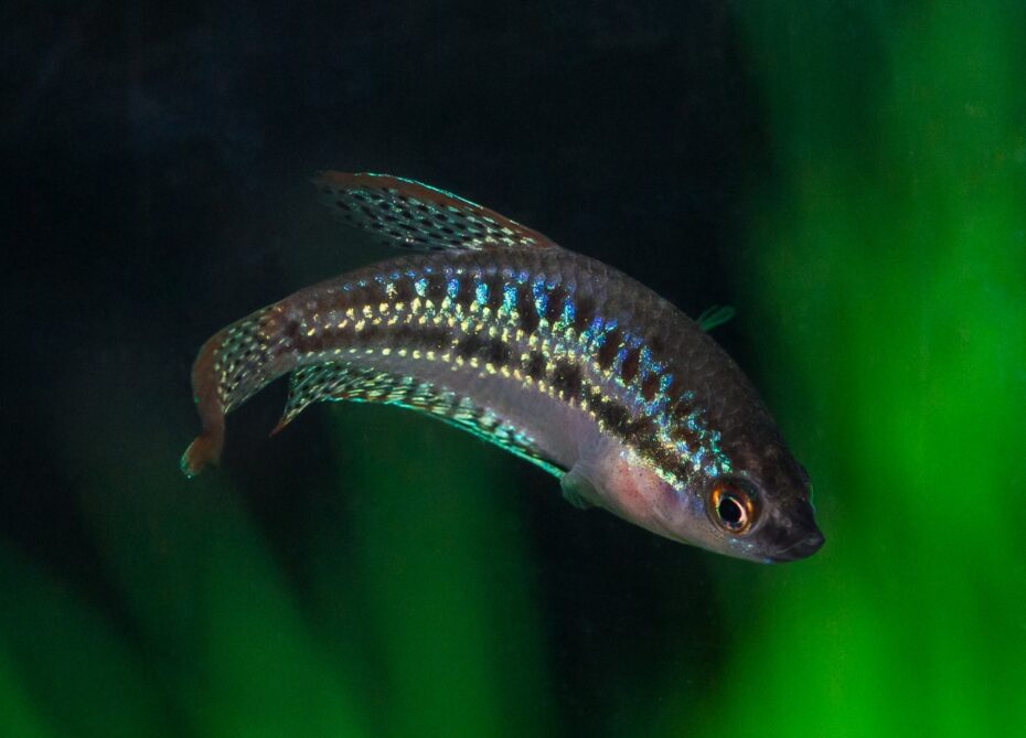 Knurrender Zwerggurami Trichopsis Pumila Zucht Farbe knurrender-zwerggurami-trichopsis-pumila-zucht-farbe