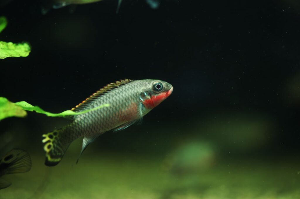 pelvicachromis taeniatus Vergesellschaftung